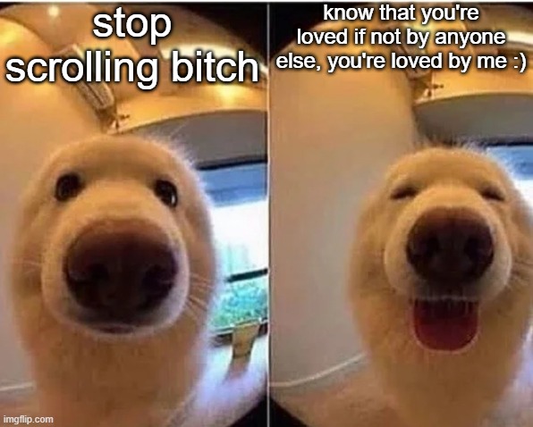 i love you fellow imgflip user <3 | stop scrolling bitch; know that you're loved if not by anyone else, you're loved by me :) | image tagged in wholesome doggo,poggers | made w/ Imgflip meme maker