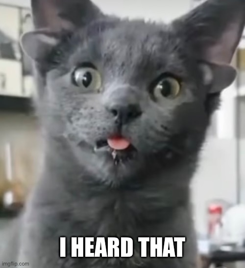 I heard that | I HEARD THAT | image tagged in cat,attention,pay attention | made w/ Imgflip meme maker
