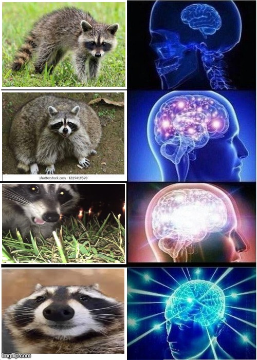 Racoon | image tagged in memes,expanding brain | made w/ Imgflip meme maker