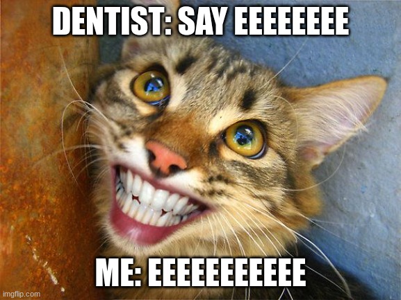 EEEEEEEE | DENTIST: SAY EEEEEEEE; ME: EEEEEEEEEEE | image tagged in smiling cat teeth | made w/ Imgflip meme maker