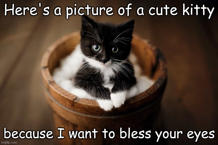 CUTE | Here's a picture of a cute kitty; because I want to bless your eyes | image tagged in kittens,cats,memes | made w/ Imgflip meme maker