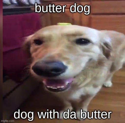 Butter dog, dog with da butter, Butter dog, dog with da butter | butter dog; dog with da butter | image tagged in yes | made w/ Imgflip meme maker