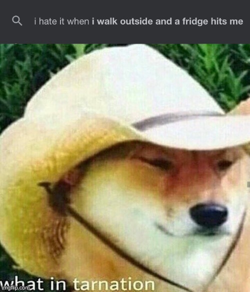 What in tarnation | image tagged in what in tarnation dog,wot | made w/ Imgflip meme maker