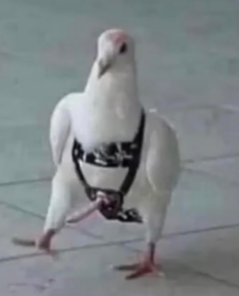 Pigeon Blank Meme Template