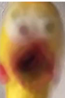 High Quality Terrified Chicken Blank Meme Template