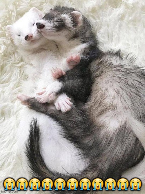 They're so cute I want them ;-; | 😭😭😭😭😭😭😭😭😭😭😭 | made w/ Imgflip meme maker