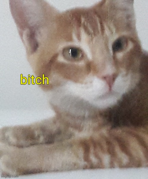 . | bitch | made w/ Imgflip meme maker