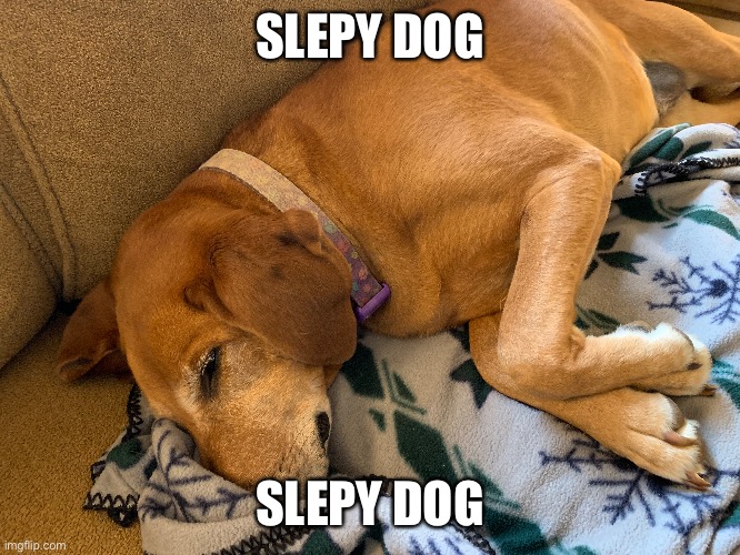 Slepy dog | SLEPY DOG; SLEPY DOG | image tagged in slepy dog | made w/ Imgflip meme maker
