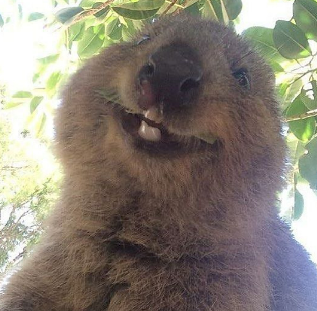 High Quality quokka Blank Meme Template