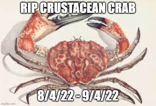 rip crab | RIP CRUSTACEAN CRAB; 8/4/22 - 9/4/22 | image tagged in crab rave | made w/ Imgflip meme maker