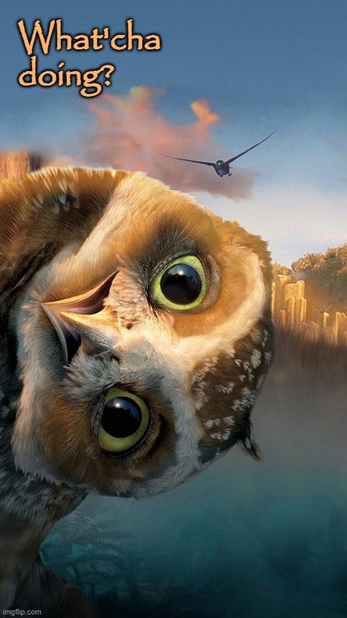 Peek-A-Boo | What'cha
doing? | image tagged in owls,animals,funny animals | made w/ Imgflip meme maker
