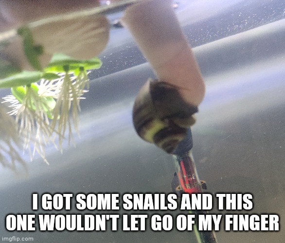 I GOT SOME SNAILS AND THIS ONE WOULDN'T LET GO OF MY FINGER | made w/ Imgflip meme maker