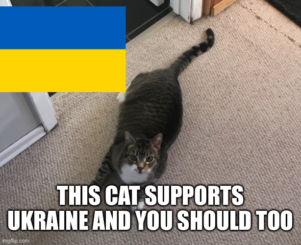 https://give.unhcr.ca/page/100190/donate/1?ea.tracking.id=SEM22_EUR&utm_source=google&utm_medium=cpc&utm_campaign=CA_PS_EN_UA&gc | THIS CAT SUPPORTS UKRAINE AND YOU SHOULD TOO | image tagged in cat,ukraine | made w/ Imgflip meme maker