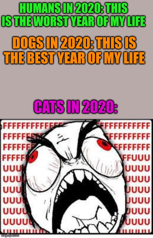 Cats dont like people | HUMANS IN 2020: THIS IS THE WORST YEAR OF MY LIFE; DOGS IN 2020: THIS IS THE BEST YEAR OF MY LIFE; CATS IN 2020: | image tagged in fuuuuuuu | made w/ Imgflip meme maker