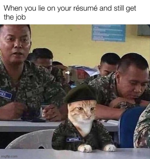 Military cat | image tagged in funny,cats,memes,funny memes | made w/ Imgflip meme maker