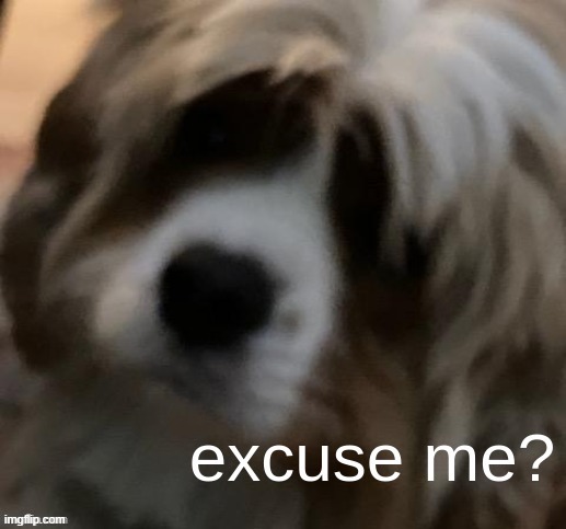 excuse me narwhals doge | image tagged in excuse me narwhals doge | made w/ Imgflip meme maker