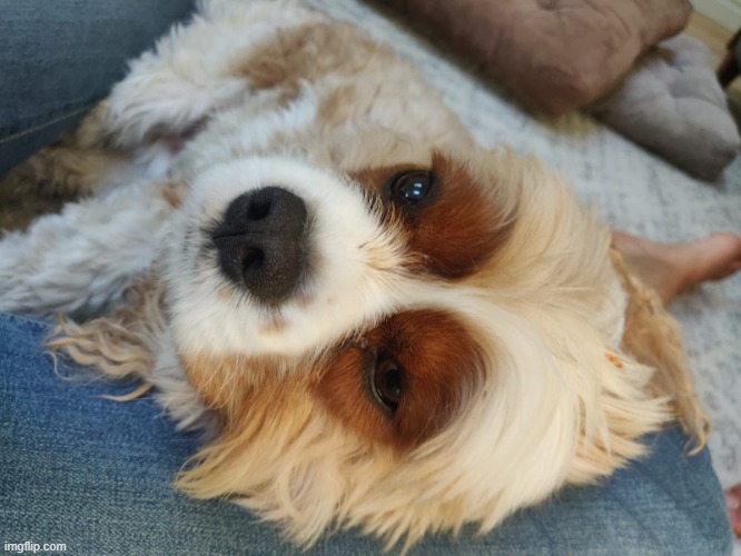 Narwhals dog | image tagged in narwhals dog | made w/ Imgflip meme maker