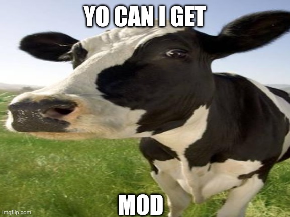 yo can i get mod??? | YO CAN I GET; MOD | made w/ Imgflip meme maker
