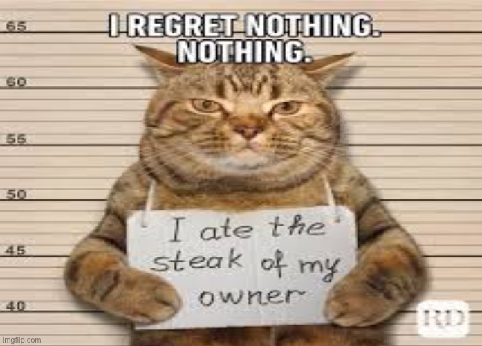 I regret nothing | image tagged in cats | made w/ Imgflip meme maker