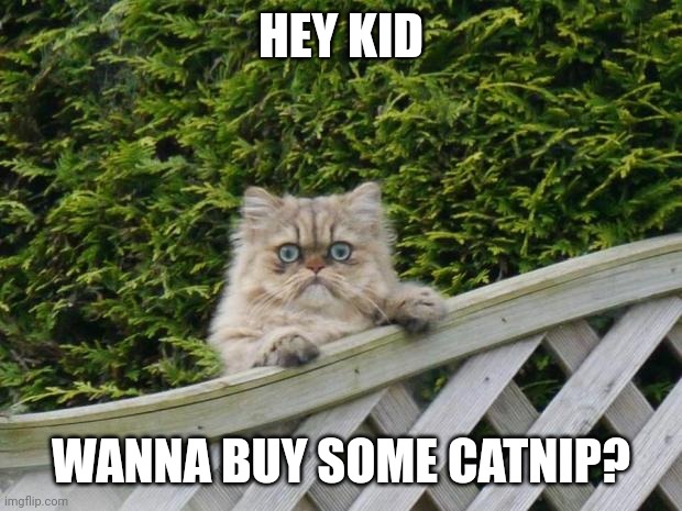 The drug dealing kitty | HEY KID; WANNA BUY SOME CATNIP? | image tagged in weird cat,cat | made w/ Imgflip meme maker