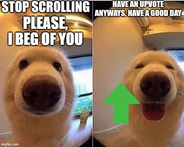 PLEASE, I BEG OF YOU | image tagged in dogs | made w/ Imgflip meme maker