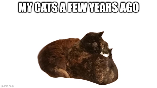  MY CATS A FEW YEARS AGO | made w/ Imgflip meme maker