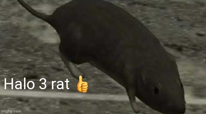 Halo 3 ratpost |  Halo 3 rat 👍 | image tagged in halo 3 rat | made w/ Imgflip meme maker