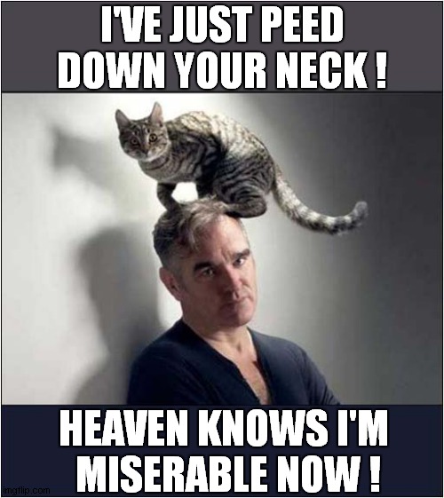 He Was Always Asking For It ! | I'VE JUST PEED DOWN YOUR NECK ! HEAVEN KNOWS I'M
 MISERABLE NOW ! | image tagged in cats,morrisey,song lyrics | made w/ Imgflip meme maker