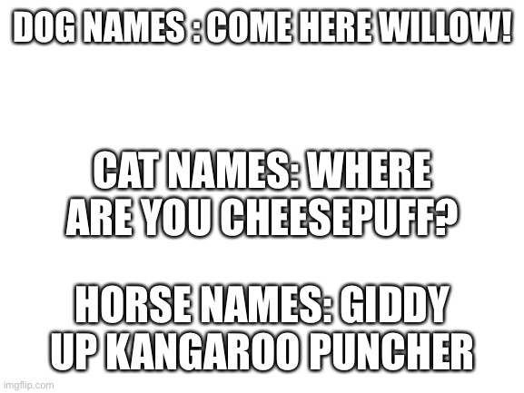 Blank White Template | DOG NAMES : COME HERE WILLOW! CAT NAMES: WHERE ARE YOU CHEESEPUFF? HORSE NAMES: GIDDY UP KANGAROO PUNCHER | image tagged in blank white template | made w/ Imgflip meme maker