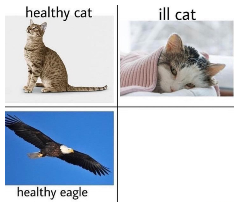 High Quality healthy cat ill cat Blank Meme Template