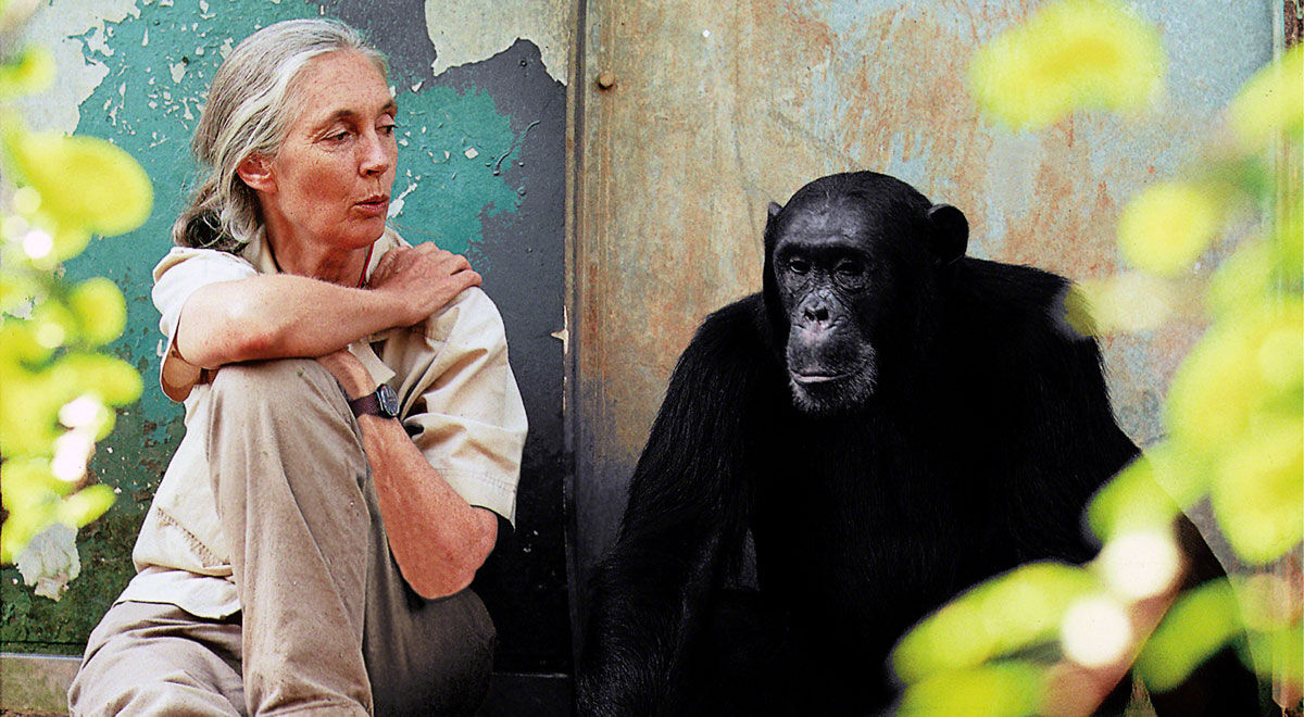 High Quality Jane Goodall Blank Meme Template