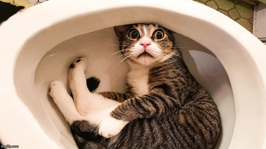 Don't flush! | image tagged in cats,funny cats,toilet,fun,funny,lol | made w/ Imgflip meme maker