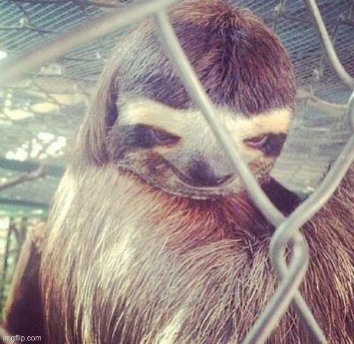 Rape Sloth | image tagged in rape sloth | made w/ Imgflip meme maker