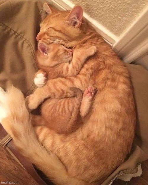 CAT SNUGGLES | image tagged in cat snuggles | made w/ Imgflip meme maker