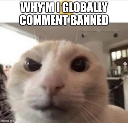 just a question, thought the site mods could answer me here | WHY'M I GLOBALLY COMMENT BANNED | image tagged in raised eyebrow cat | made w/ Imgflip meme maker
