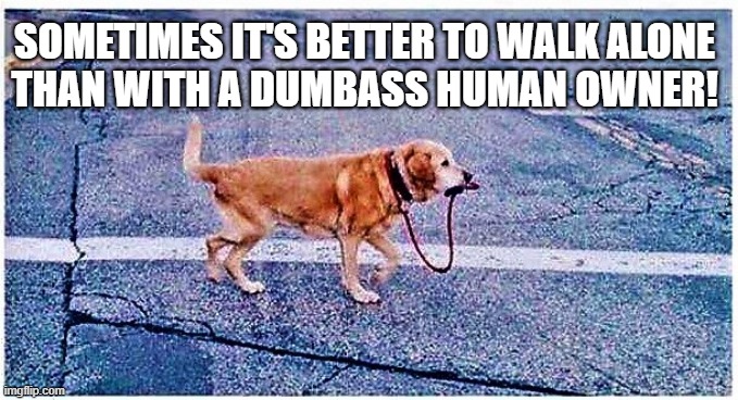 dog walks himself | SOMETIMES IT'S BETTER TO WALK ALONE
THAN WITH A DUMBASS HUMAN OWNER! | image tagged in dog meme,dog walking,animal meme,animal crossing,dumbass,human | made w/ Imgflip meme maker