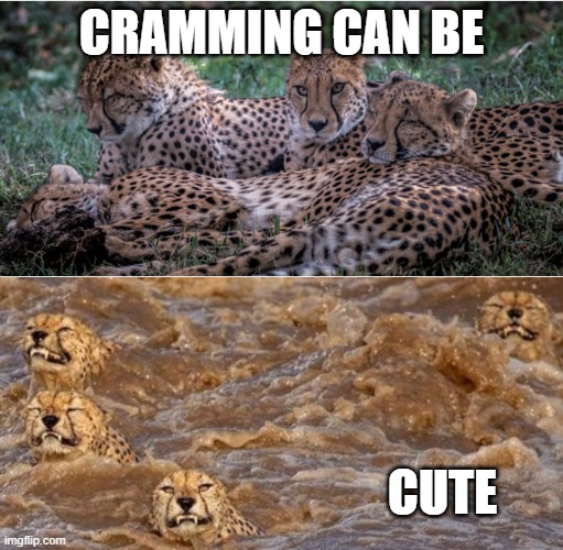 cramming | CRAMMING CAN BE; CUTE | image tagged in cramming,metaphore,cute,cheetah | made w/ Imgflip meme maker