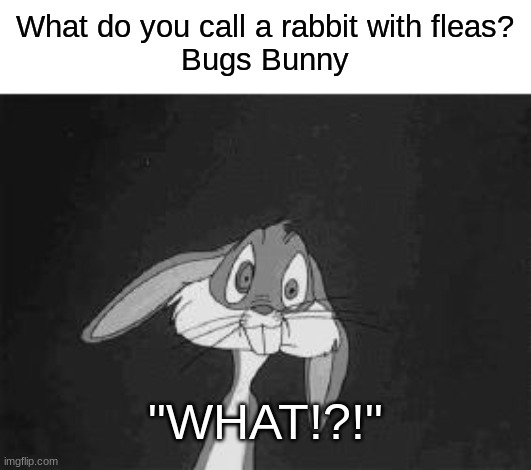 "WHAT!?!" | What do you call a rabbit with fleas?
Bugs Bunny; "WHAT!?!" | image tagged in bugs bunny - what the | made w/ Imgflip meme maker