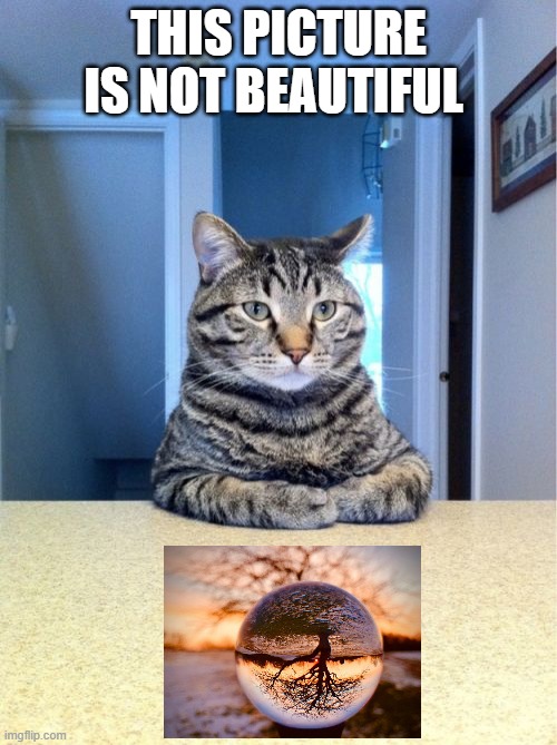 cat picture is bad | THIS PICTURE IS NOT BEAUTIFUL | image tagged in memes,take a seat cat | made w/ Imgflip meme maker