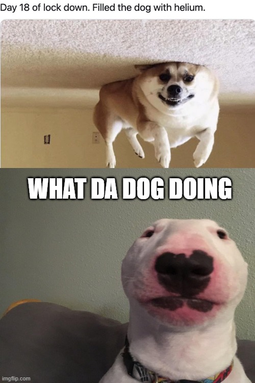 When the dog hasn't farted in a while | WHAT DA DOG DOING | image tagged in what da dog | made w/ Imgflip meme maker