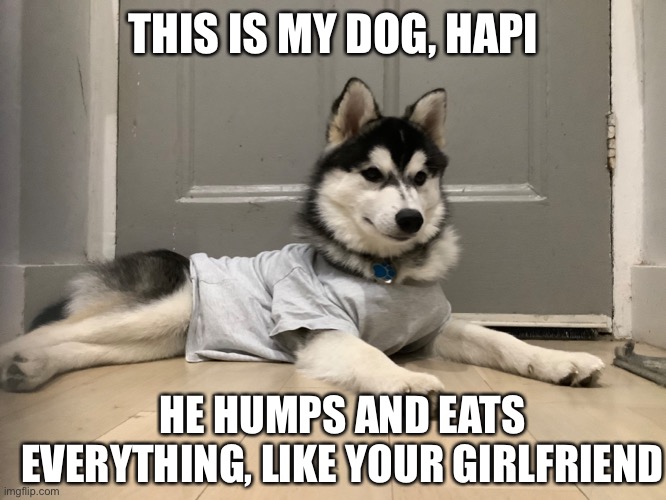 He is also thicc as your mum | THIS IS MY DOG, HAPI; HE HUMPS AND EATS EVERYTHING, LIKE YOUR GIRLFRIEND | made w/ Imgflip meme maker
