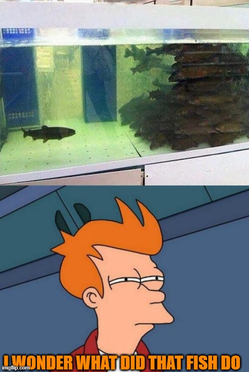I WONDER WHAT DID THAT FISH DO | image tagged in memes,futurama fry | made w/ Imgflip meme maker