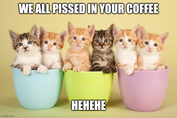 Kittens in Mugs for Coffee | WE ALL PISSED IN YOUR COFFEE; HEHEHE | image tagged in kittens in mugs for coffee | made w/ Imgflip meme maker