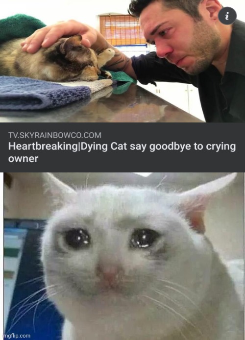 Soooooo sad :( | image tagged in crying cat,cats,sad,heartbreak | made w/ Imgflip meme maker