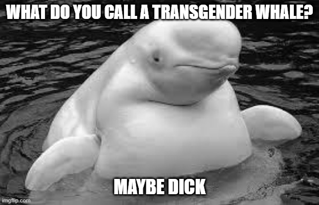 Tharrrr It Blows | WHAT DO YOU CALL A TRANSGENDER WHALE? MAYBE DICK | image tagged in whale | made w/ Imgflip meme maker