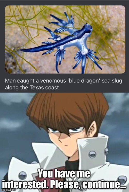 A "blue dragon" sea slug, eh? | You have me interested. Please, continue… | image tagged in seto kaiba,memes,anime,yugioh,sea slug | made w/ Imgflip meme maker