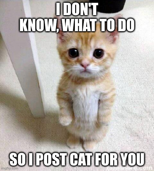 i just understood how to do it | I DON'T KNOW, WHAT TO DO; SO I POST CAT FOR YOU | image tagged in memes,cute cat | made w/ Imgflip meme maker