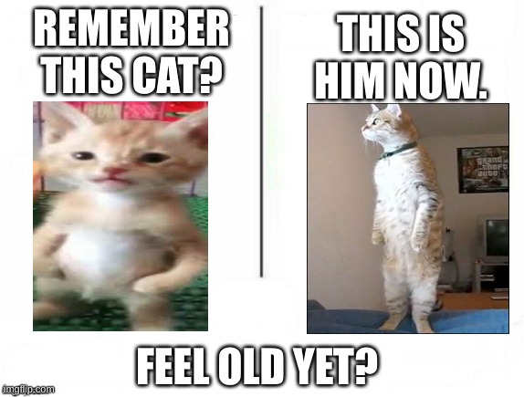 feel old yet? | THIS IS HIM NOW. REMEMBER THIS CAT? FEEL OLD YET? | image tagged in feel old yet | made w/ Imgflip meme maker