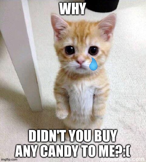 Cute Cat Meme | WHY; DIDN'T YOU BUY ANY CANDY TO ME?:( | image tagged in memes,cute cat | made w/ Imgflip meme maker