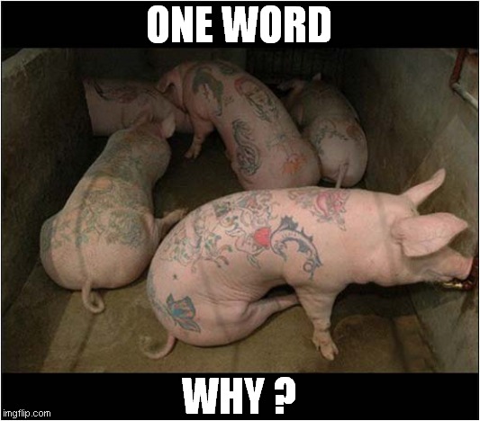 Tattooed Pigs ? | ONE WORD; WHY ? | image tagged in pigs,tattoos,weird,front page | made w/ Imgflip meme maker
